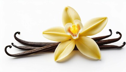 vanilla flowers aromatic fresh vanila flower and stick on white background for ingredient label