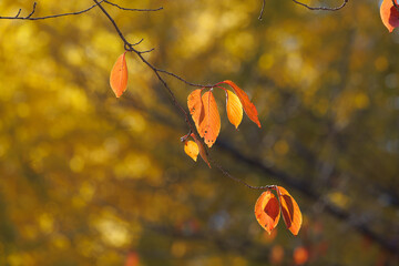 赤く色づいた桜の葉（紅葉）