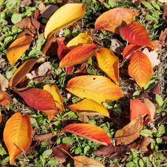 赤く色づいた桜の葉　落ち葉集め（紅葉）