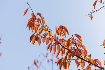 赤く色づいた桜の葉（紅葉）