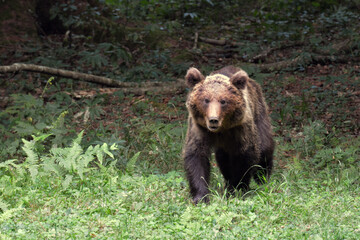 brown bear cub in the forest © Mladen