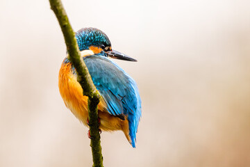 Eisvogel im Herbst auf einem Ast / Vogel / Kingfisher