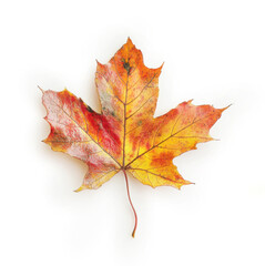 Obraz premium An isolated autumn maple leaf on a clean white background
