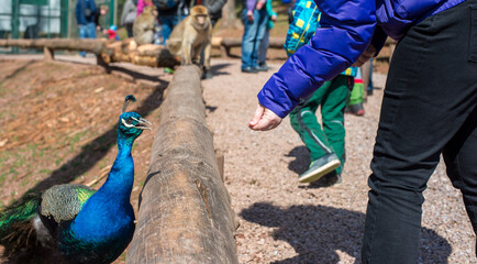 Obraz premium Person feeds peacock near monkey enclosure at zoo midday