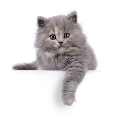 Adorable blue tortie British Longhair cat kitten, laying down facing front with paw over edge. Looking curious towards camera. Isolated on a white background.