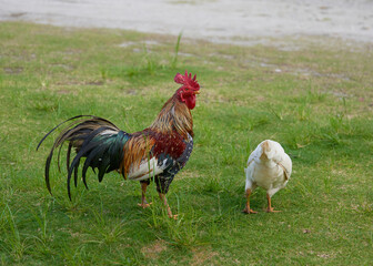 Rooster and hen on the green grass in the farm yard.
