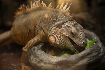photo of green iguana
