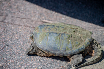 Selective focus on a large snapping turtle crossing a paved road in search of new territory.