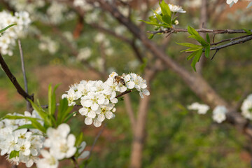 Spring plum blossom flowers