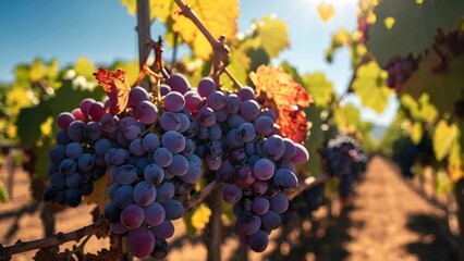 Grapes Ripening on the Vine in a Sunny Vineyard During the Harvest Season