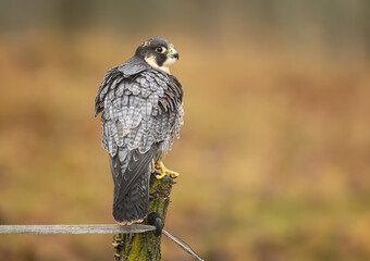 Peregrine Falcon ( Falco peregrinus )  close up