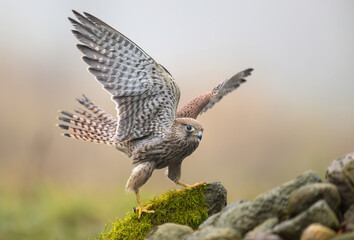 Common kestrel bird ( Falco tinnunculus )