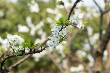Spring plum blossom flowers