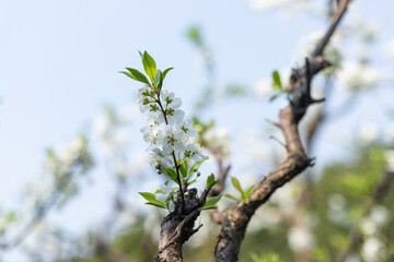 Spring plum blossom flowers
