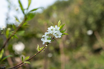 Spring plum blossom flowers
