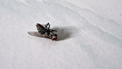 Dead fly insect on white floor