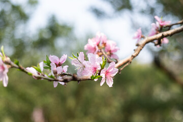 Pink peach blossoms blooming in the orchard