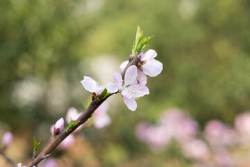 Pink peach blossoms blooming in the orchard