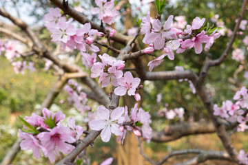 Pink peach blossoms blooming in the orchard