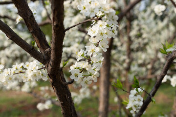 White plum tree flowers