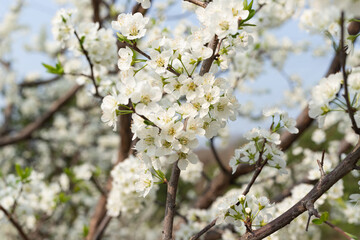 White plum tree flowers