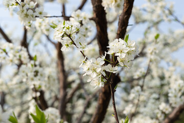 White plum tree flowers