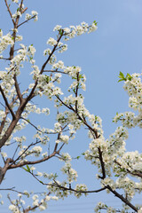 White plum tree flowers