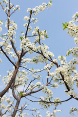 White plum tree flowers