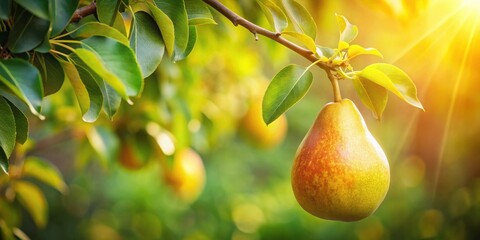 A single ripe pear hanging from a branch, bathed in warm sunlight, surrounded by lush green leaves and blurred background of a fruitful orchard.