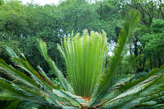 A budding cycas plant of Panzhihua