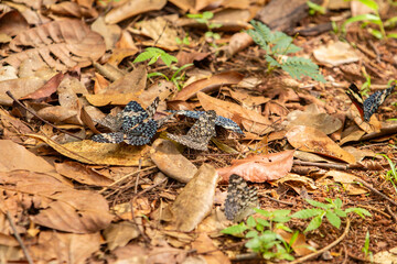 Algumas borboletas no chão cheio de folhas secas no meio de um bosque.