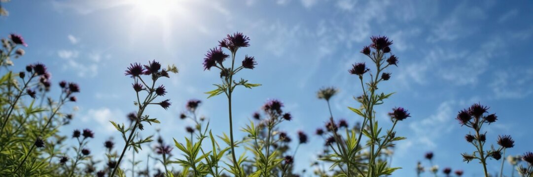 Black cumin sativa flowers in full bloom against a bright blue sky, colorful blooms, blue sky background