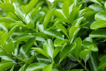 Green Holly young leaf plant