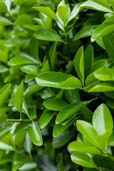 Green Holly young leaf plant