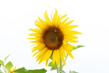 Sunflower plants on a white background