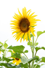Fototapeta premium Sunflower plants on a white background