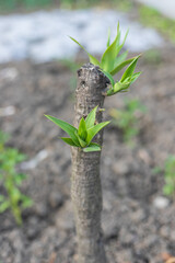 The trees put out buds