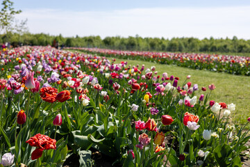 Obraz premium Flowering tulips in the spring field
