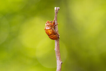 Casca abandonada de uma cigarra. Exoesqueleto quitinoso de cigarra. Exúvia pregada no galho seco.