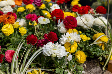 Bright flowers in the spring garden