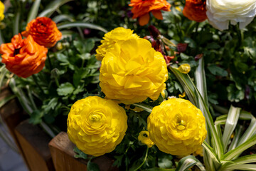 Bright flowers in the spring garden