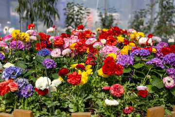 Bright flowers in the spring garden