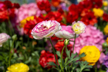 Bright flowers in the spring garden