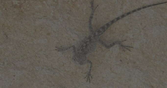 Sandy Lizard On Wall. Close-up View On Agama Anchietae, Or Western Rock Agama. Small Olive Lizard Sunbathing. Reptiles Of Turkey. Turkey Oliviera Agama Lizard Basking Under Sun Ungraded C-log 2