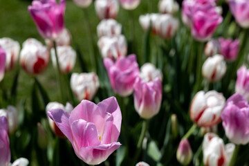 Colorful tulips in the spring garden