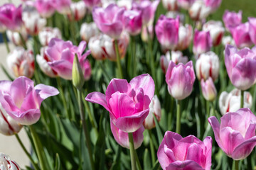 Fototapeta premium Colorful tulips in the spring garden