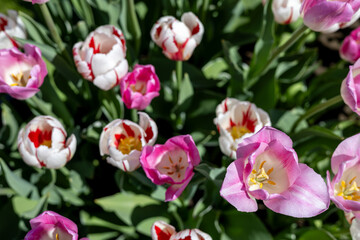 Colorful tulips in the spring garden