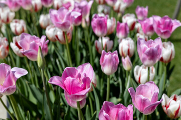 Fototapeta premium Colorful tulips in the spring garden