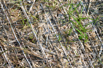 Woven straw mat used for stormwater erosion control with grass growing through 