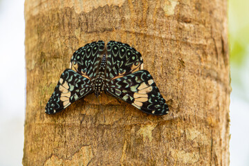 Fototapeta premium Close em uma borboleta camuflada no tronco de uma árvore.